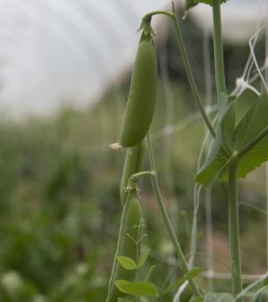 sugar snap peas on the vine, following netting upward