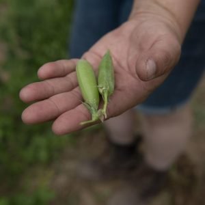 Two sugar snap peas in an outstretched hand