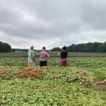 Three people sanding in field of low green plants, backs facing the camera 30 feet off, cloudy gray sky behind.