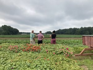 Three people sanding in field of low green plants, backs facing the camera 30 feet off, cloudy gray sky behind.