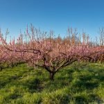 peach tree in full bloom with blue sky above and pink blossoms covering the tree