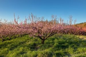 peach tree in full bloom with blue sky above and pink blossoms covering the tree