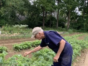 Farmer Bill Gillen leans over plants to check them 