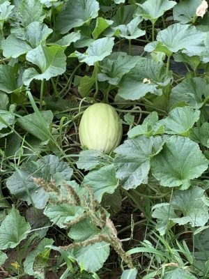 light green melon still on vine