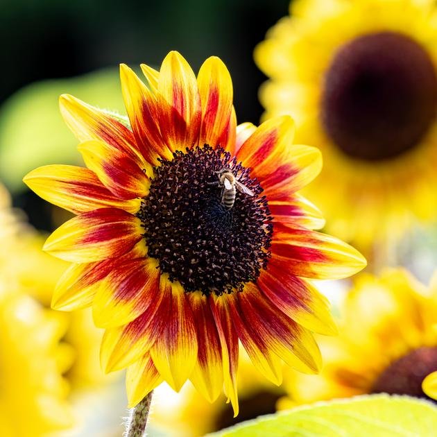 Sunflower with a dark center and bee on it. Red in the middle and yellow band on the outside of the flower.